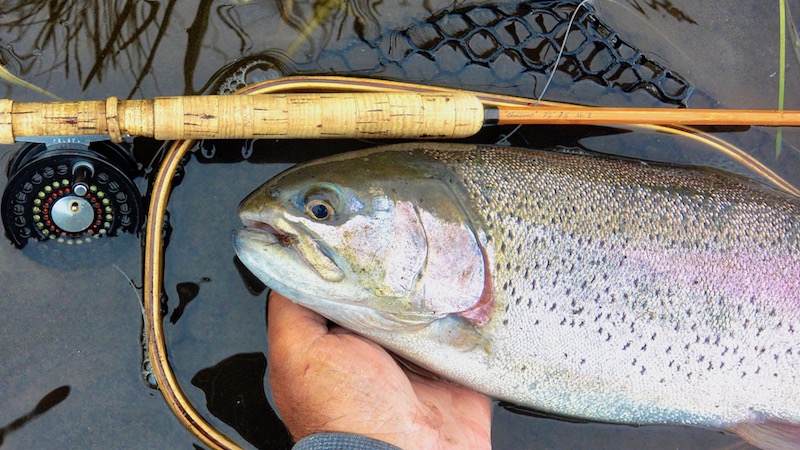 199519 milldam splitcane rainbow