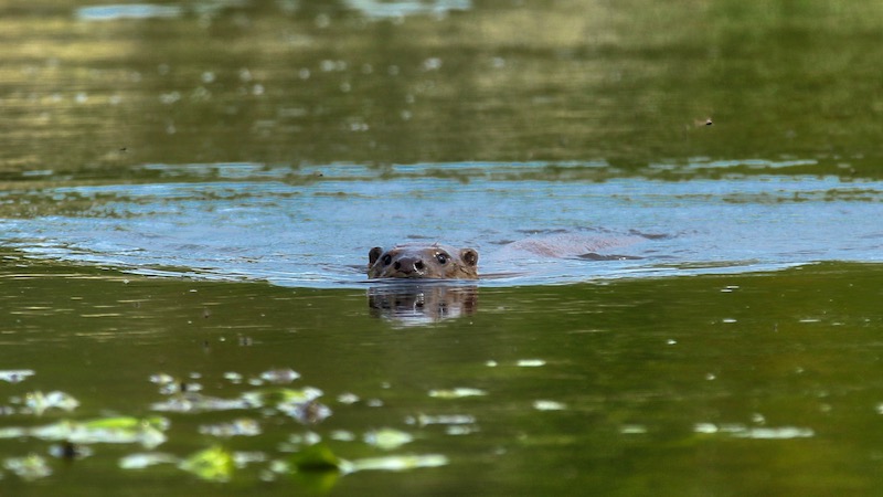 190514 northriver fladbro otter
