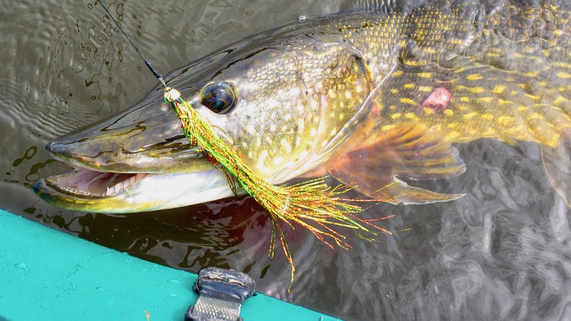 Gedde på flue 190514 northriver pike fly