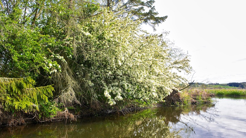 Forår 190514 northriver spring