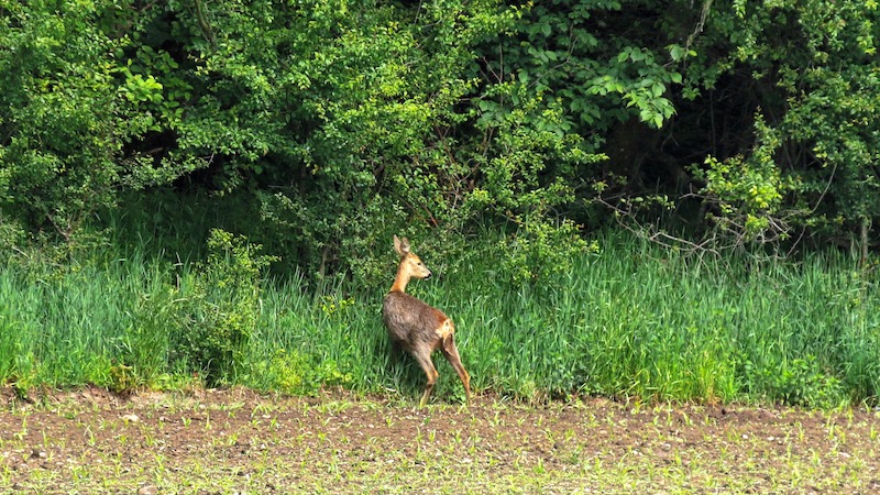 Rådyr 190527 milldam deer