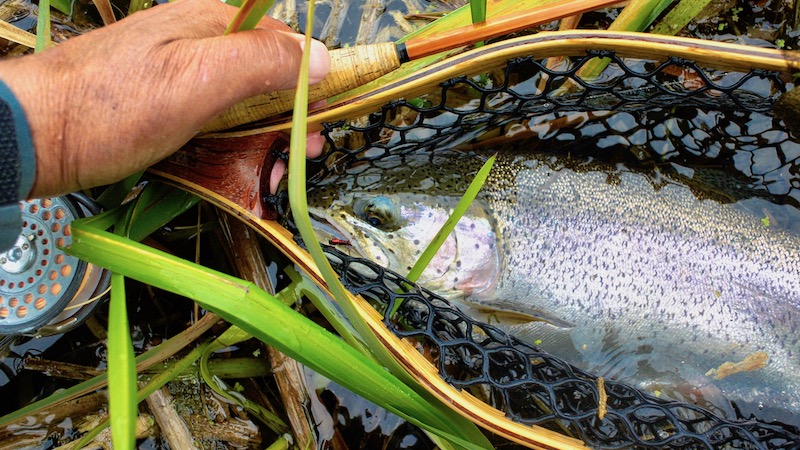 Splitcane og ørred 190527 milldam rainbow net
