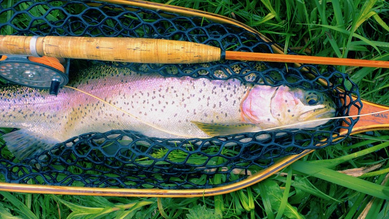 Ørred i net 190527 milldam rainbow rod
