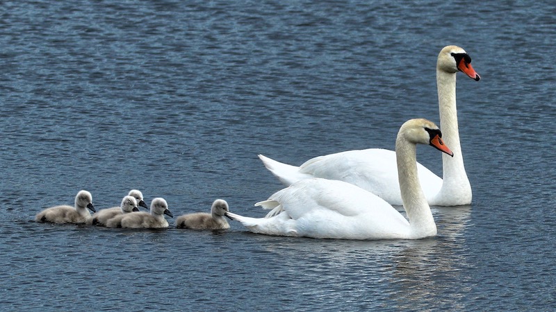 Svanepar med ællinger 190527 milldam swans