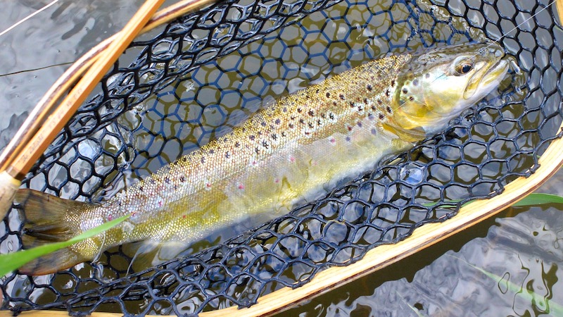 190528 gjernaa browntrout