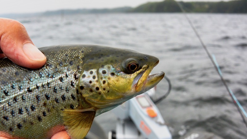 190530 mariager trout