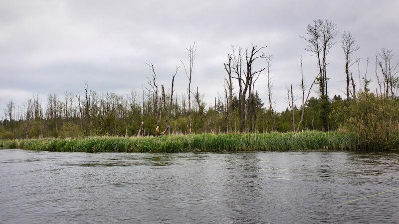 190601 tange trees