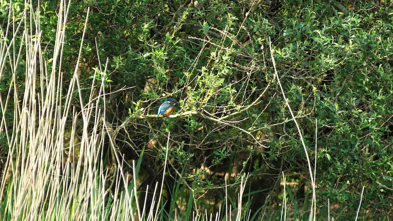 190604 mariager isfugl