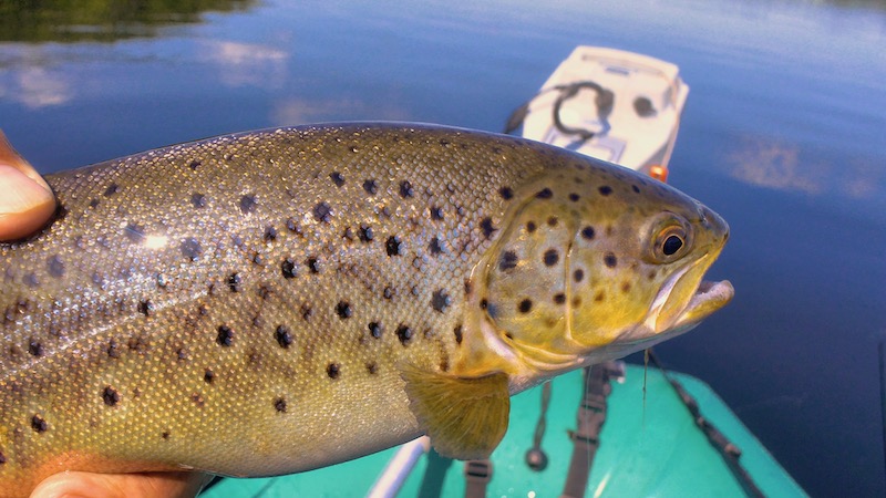 190604 mariager trout 