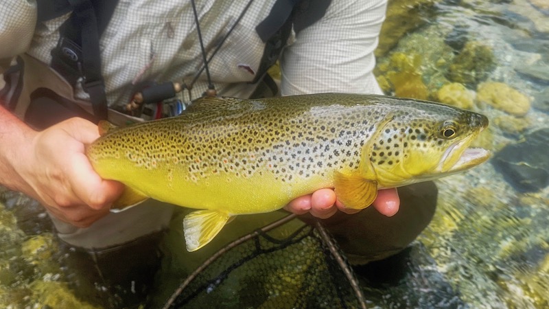 190612 slovenien brown trout