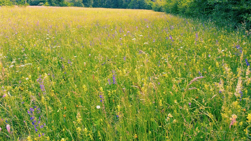 190613 slovenien biodiversitet