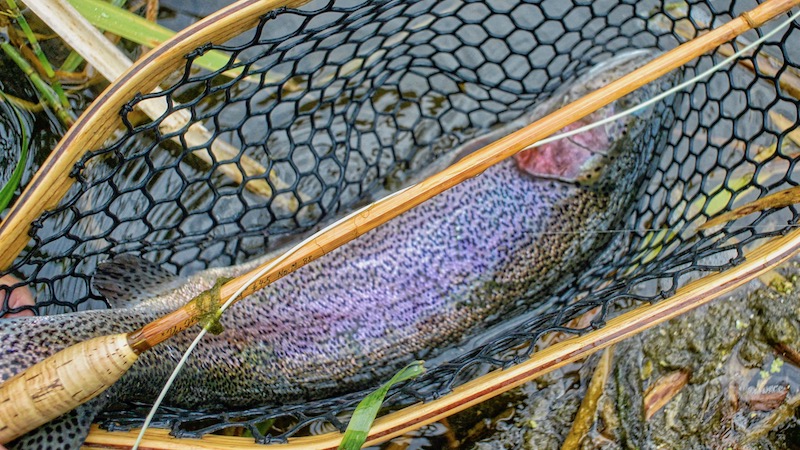 Regnbueørred 190623 milldam rainbow