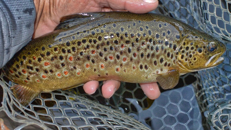 190629 deset trout