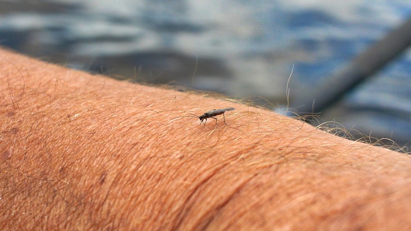 190629 rena holmbo stonefly