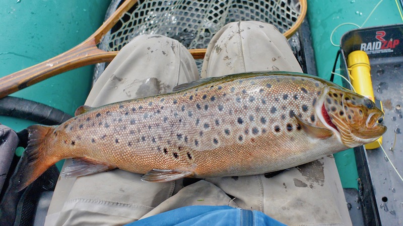 Rena ørred 190701 rena holmbo trout