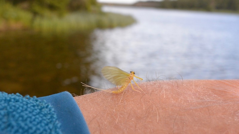 Heptagnenia sulphurea 190704 rena gul mayfly