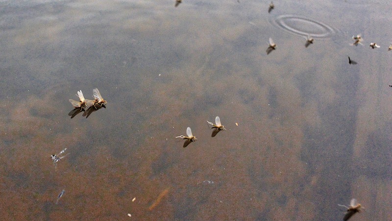 Døgnfluer 190705 rena mayflies