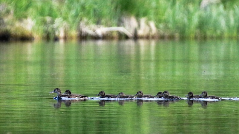 Ænder i Rena 190709 rena duckfamely