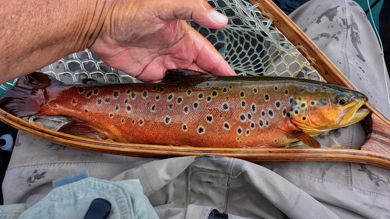 Rena ørred 190709 rena trout