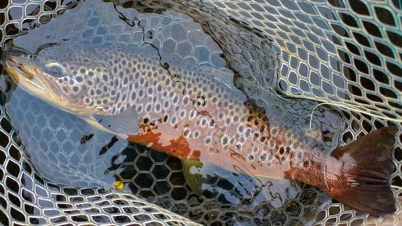 Rena ørred 190714 rena holm trout net