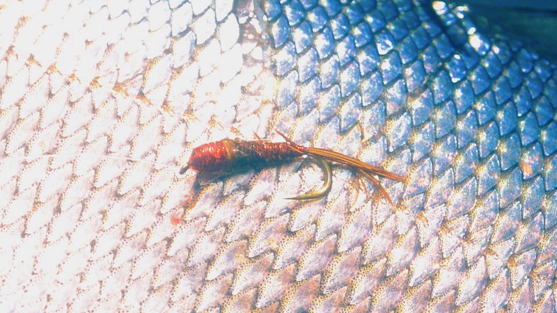 Pheasant Tail Nymph 190715 rena lobsee pheasant tail