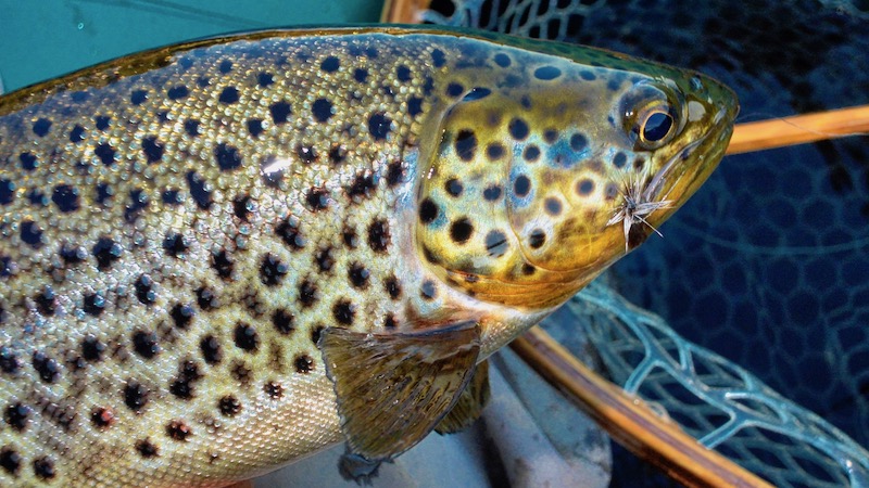 Ørredvand i Slovenien 190716 deset trout