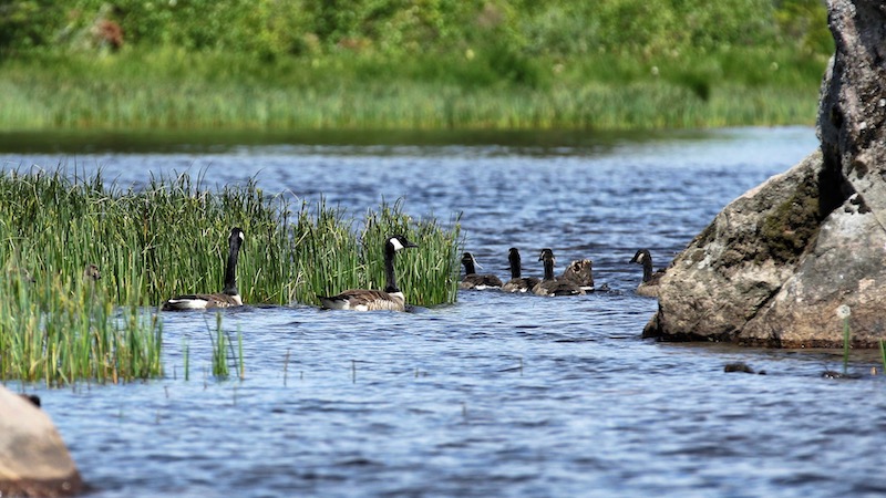 Canada Gæs 190716 rena lake canada goose