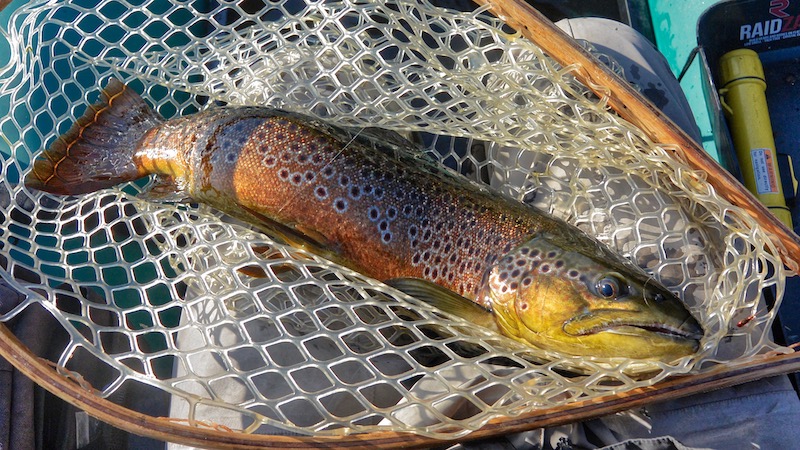 Ørred i net 190718 rena trout net