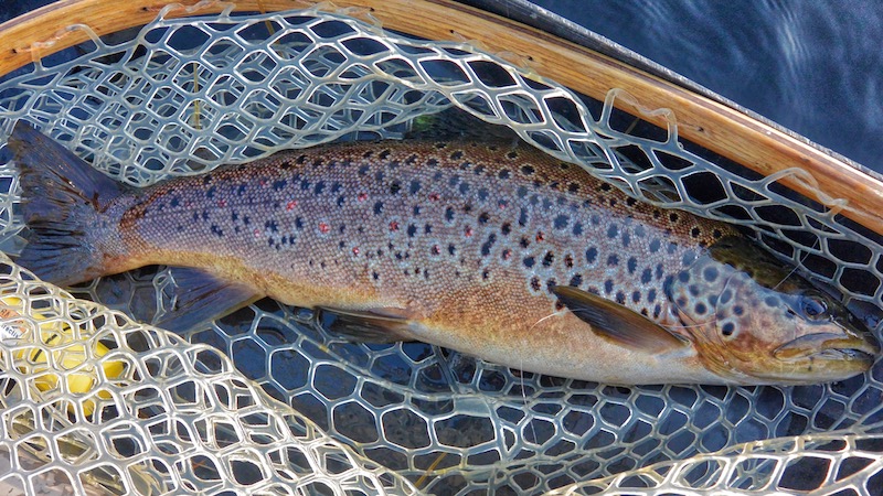 Ørred i net 190718 rena trout net basket