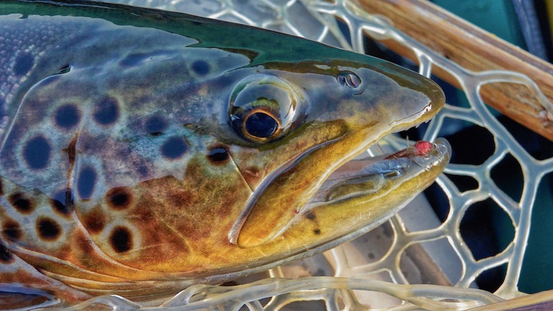 Ørred på nymfe 190718 rena trout nymph
