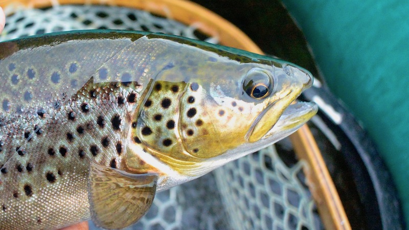 Ørred 190721 rena trout