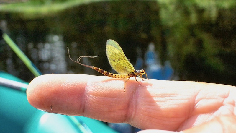 Majflue 190722 rena holmbo mayfly