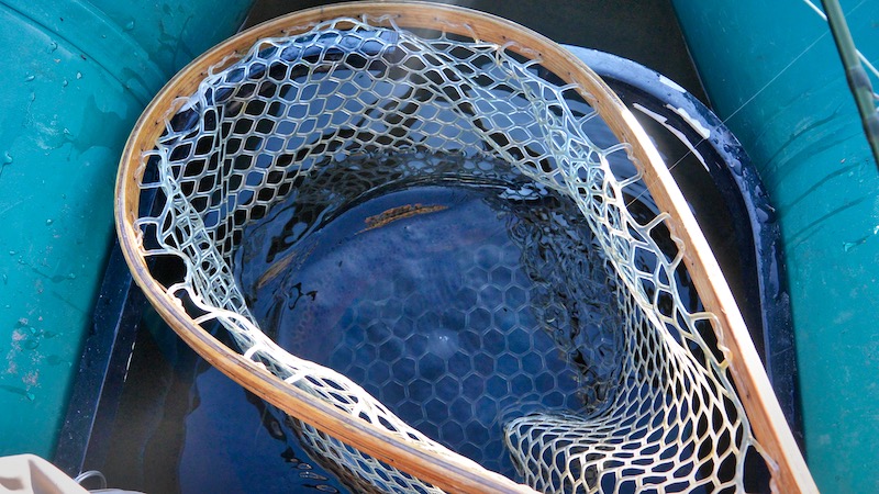 Ørred i net 190722 rena holmbo trout net