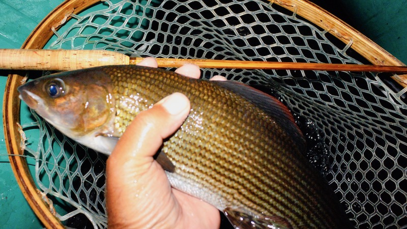 Stalling / Harr 190725 rena night grayling