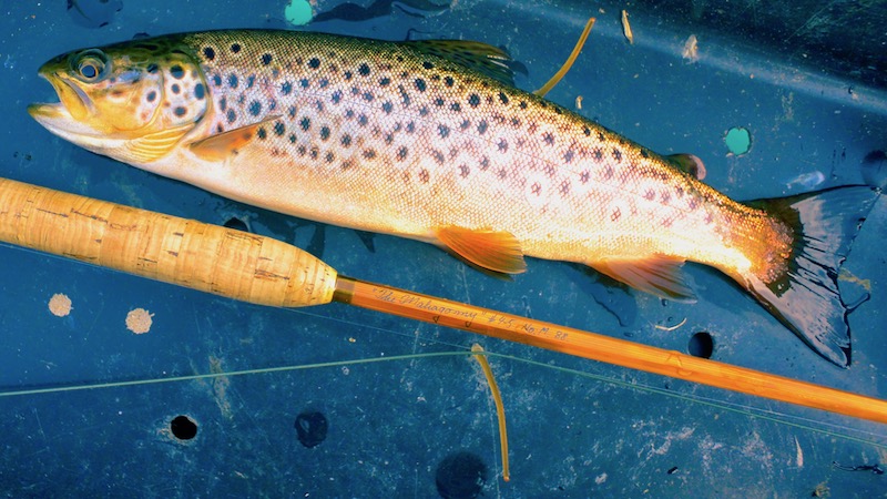 Ørred 190725 rena trout