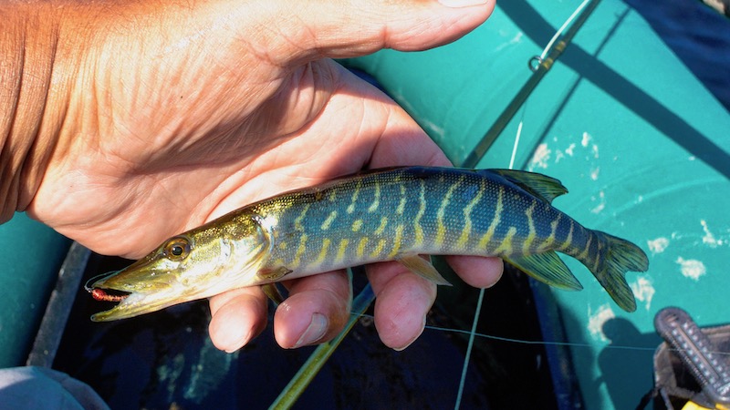 Gedde 190726 rena gs pike