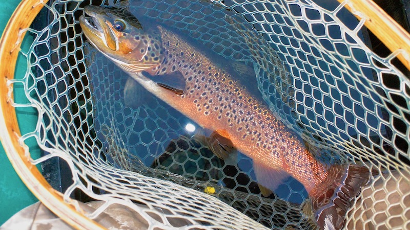 Rena ørred 190726 rena gs trout