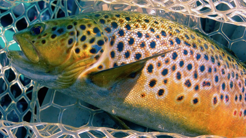 Rena ørred 190727 rena trout