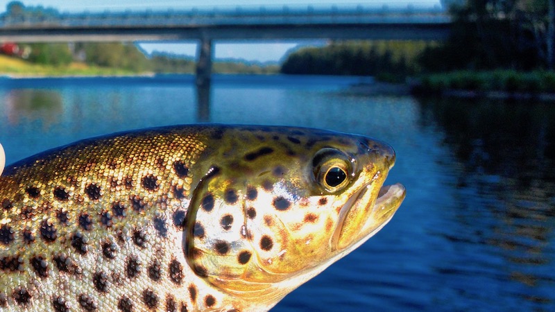 Deset ved Rena 190729 rena trout