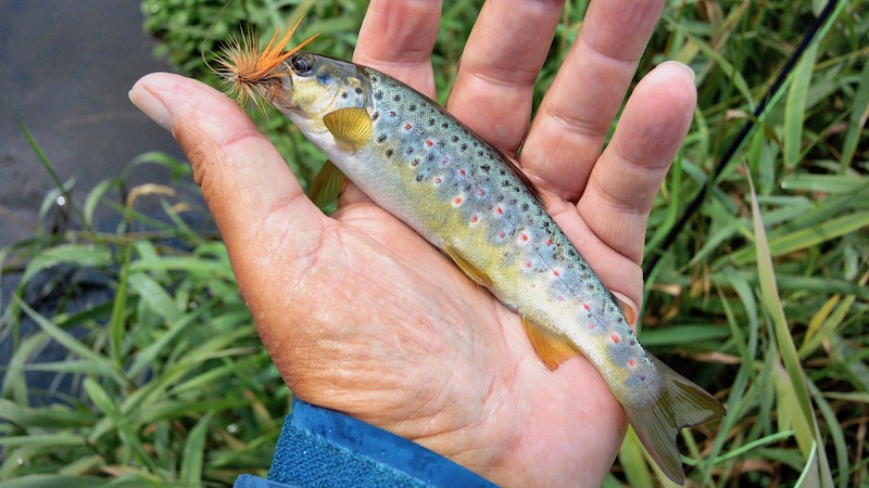 190808 villestrup trout