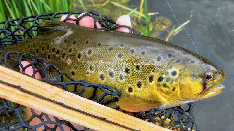 Bækørred 190810 milldam brown trout