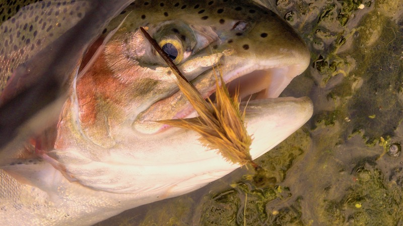 Trout on mousefly 190810 milldam mouse trout