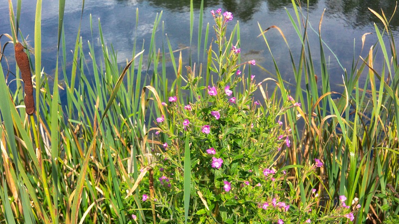 Lodden Dueurt 190810 milldam plants
