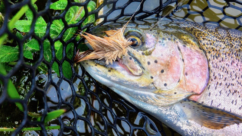 Rainbow Trout on Mousefly 190810 milldam rainbow mouse