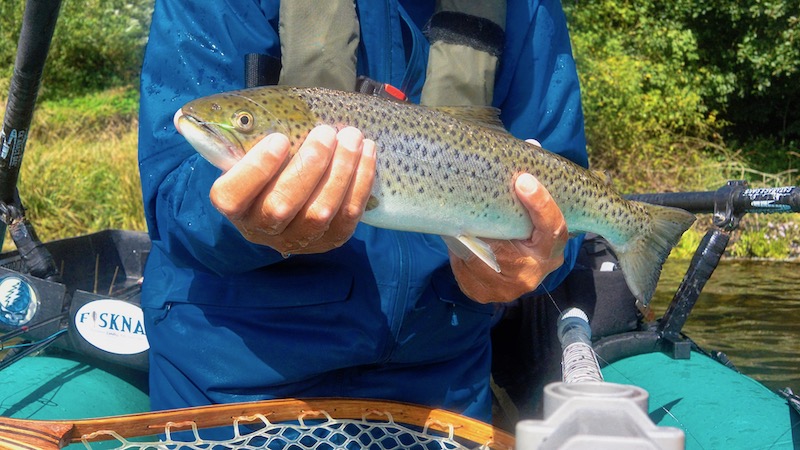 Ørred/trout 190819 bramslev trout