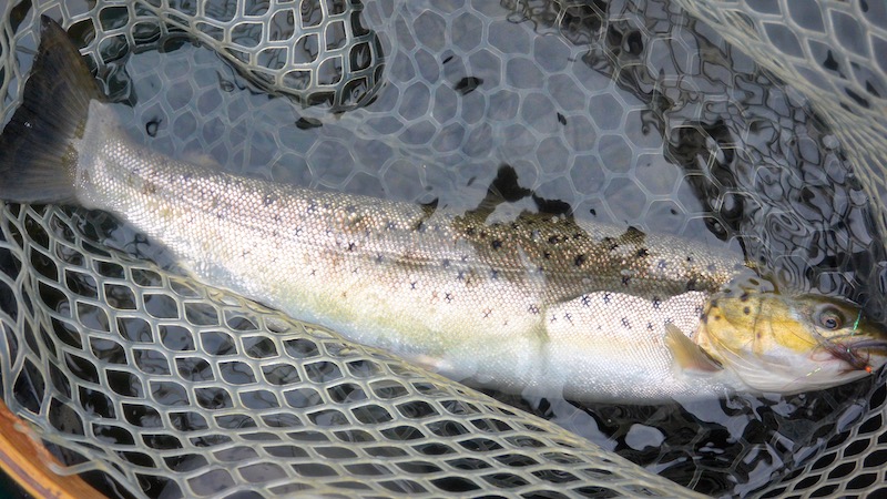 Havørred 190821 hobro trout
