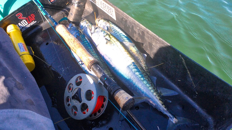 190825 vesterhav makrel