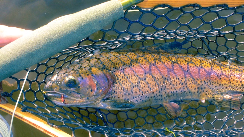Regnbueørred 111021 milldam rainbow