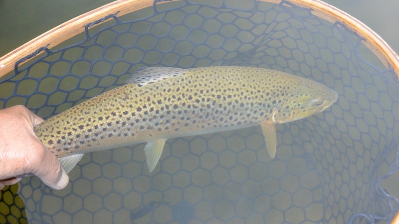 Ørred i net 190903 eaglebay trout