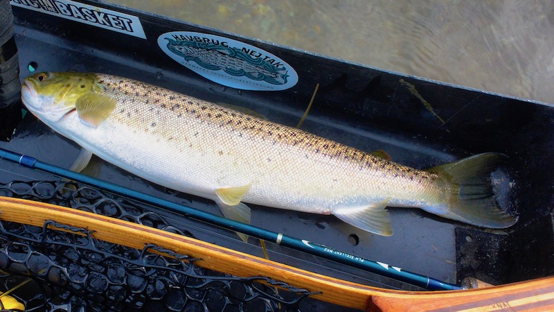 Havørred 190906 kajak trout